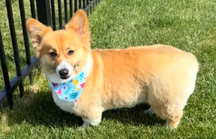 Charlotte the corgi standing on grass beside a black metal fence, wearing a pastel fruit-print bandana