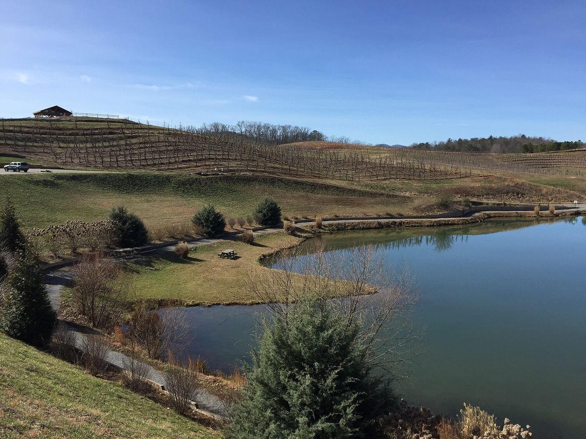 Rolling orchard rows and a pond at Mercier Orchards in winter